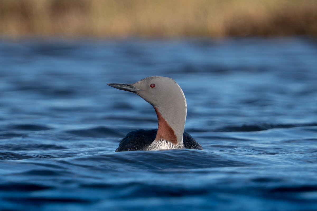 Red-throated Loon - ML620308021
