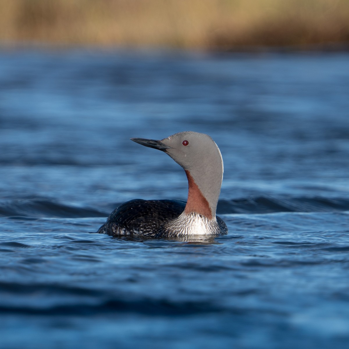 Red-throated Loon - ML620308022