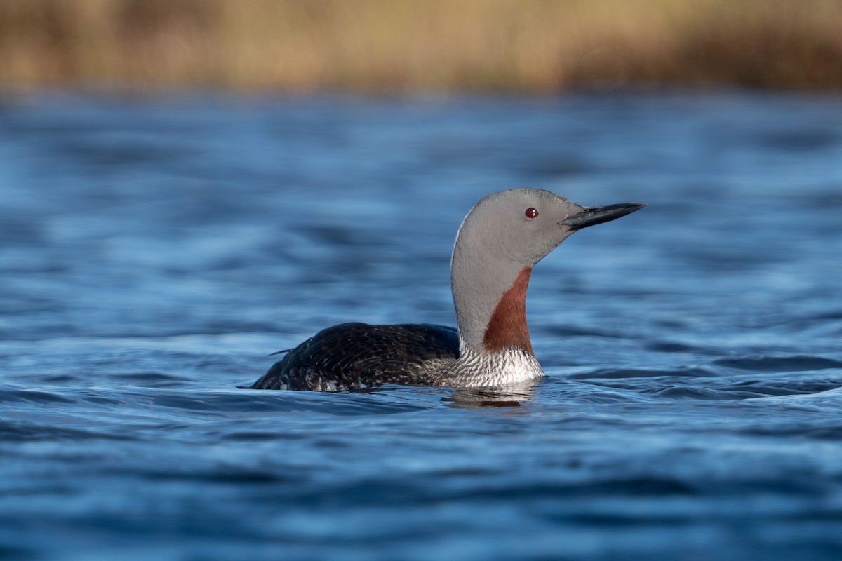 Red-throated Loon - ML620308023