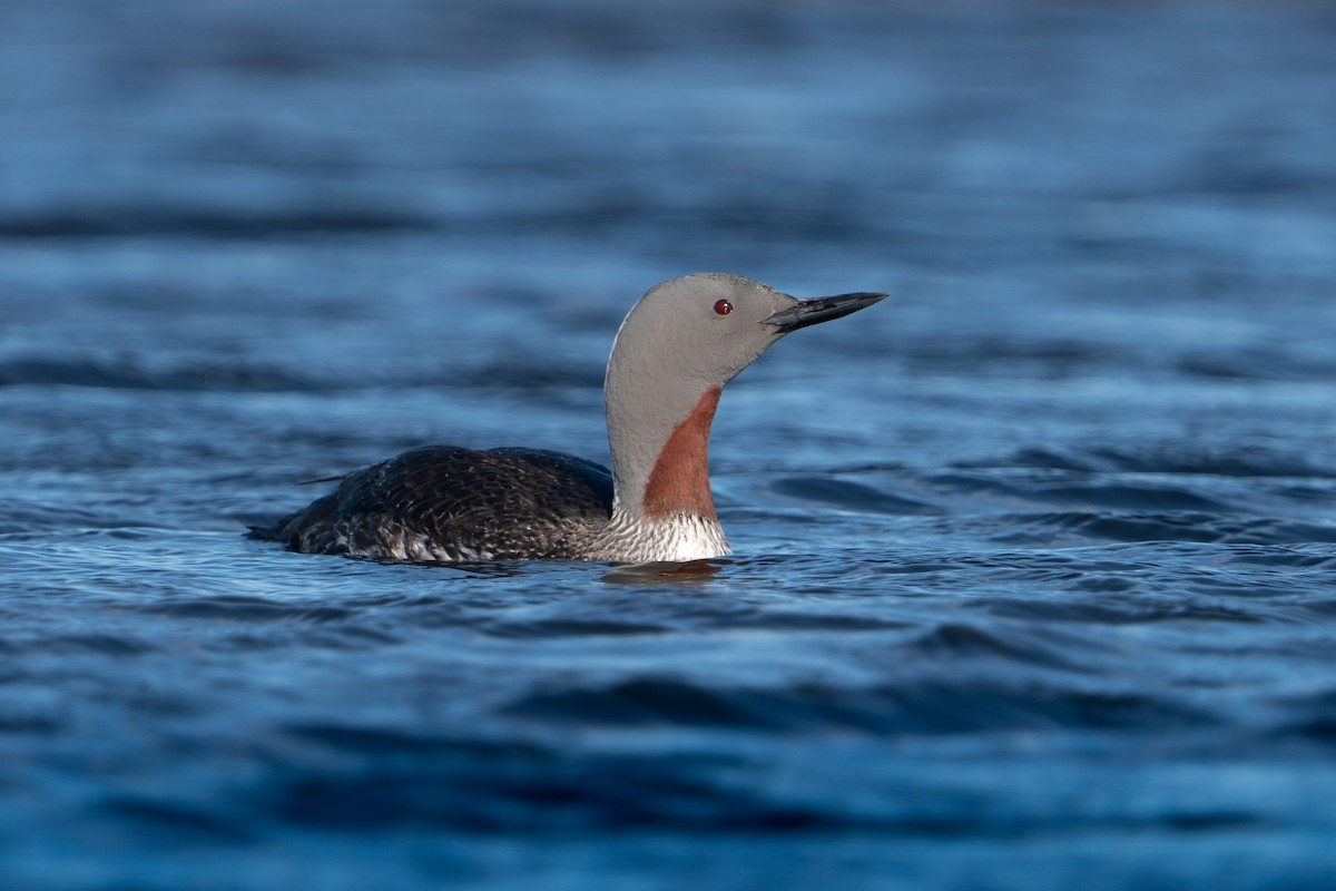 Red-throated Loon - ML620308024