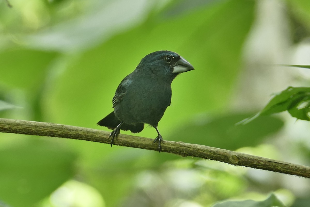 Blue-black Grosbeak - ML620308026