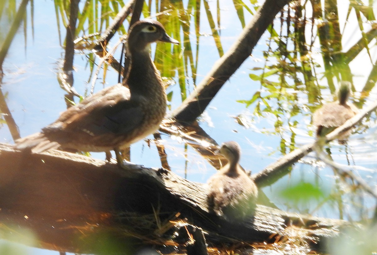 Wood Duck - ML620308027