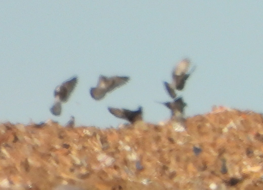 Rock Pigeon (Feral Pigeon) - ML620308046