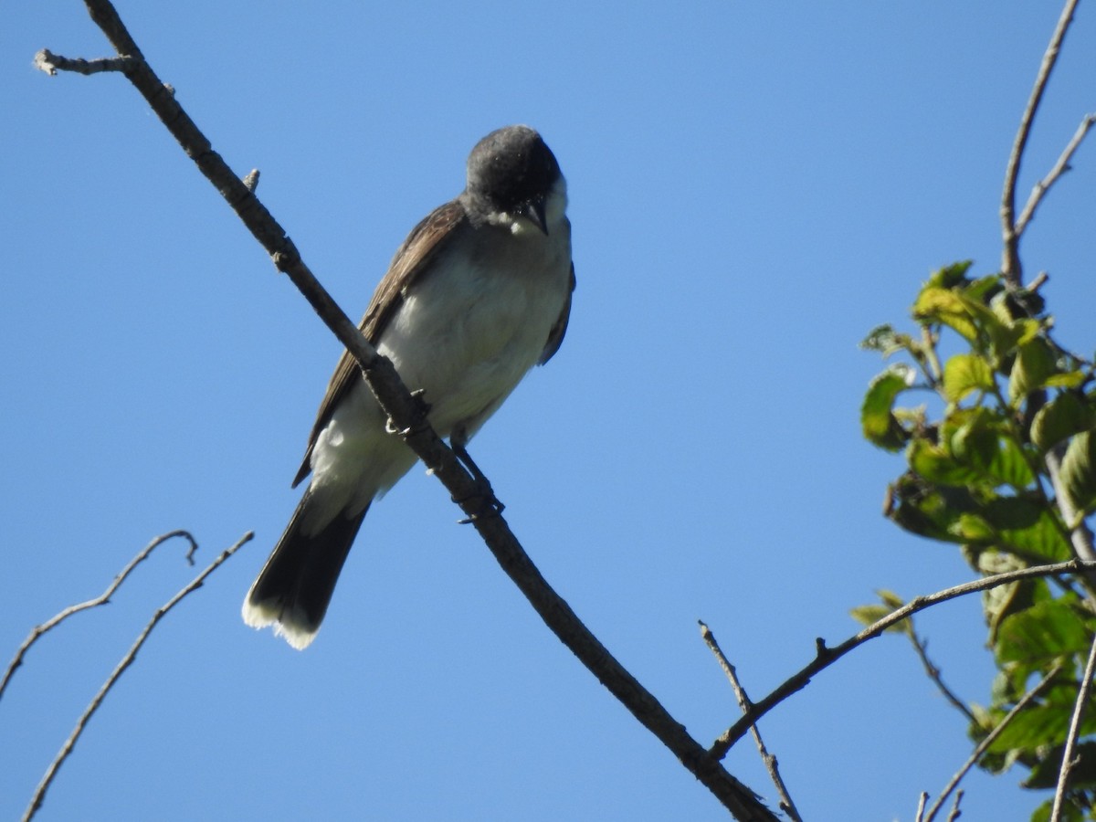 Eastern Kingbird - ML620308050