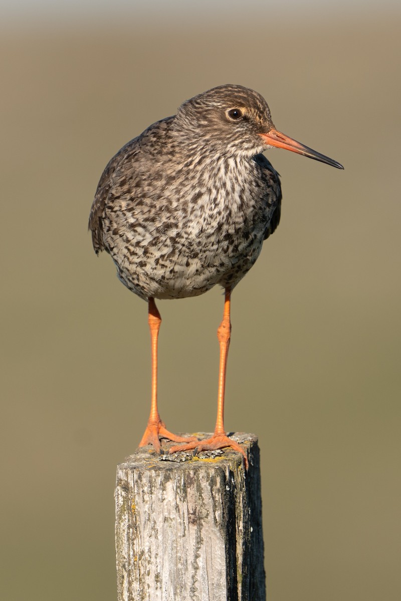 Common Redshank - ML620308051