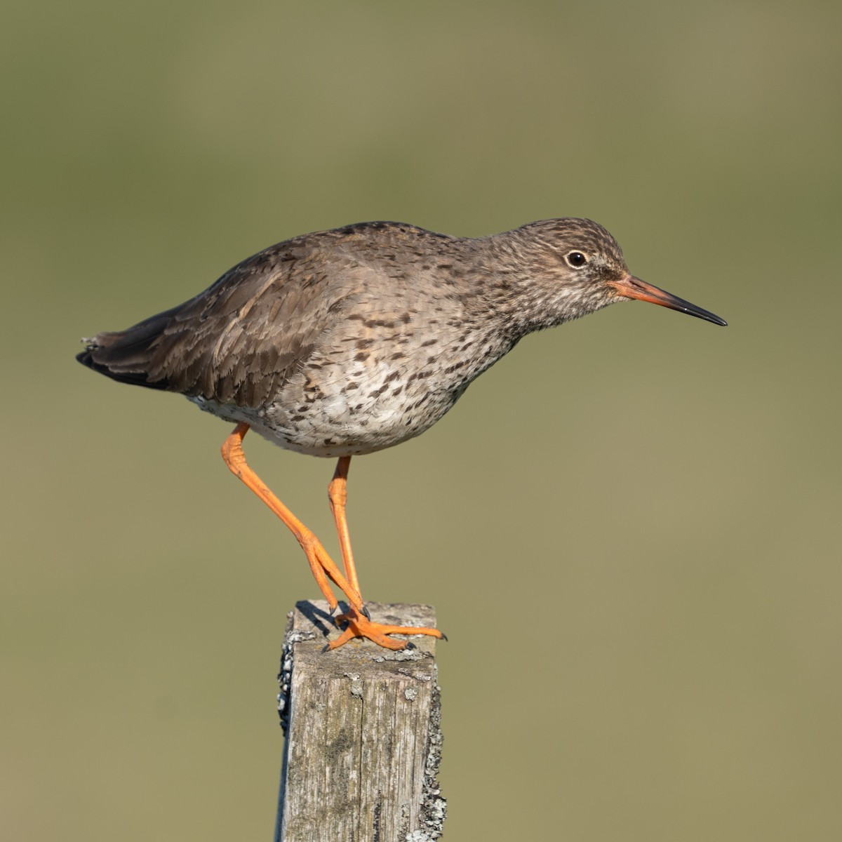 Common Redshank - ML620308052