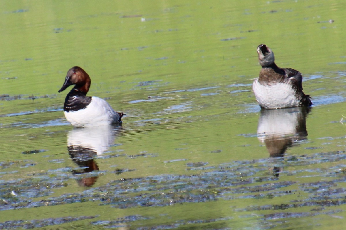 Canvasback - ML620308055