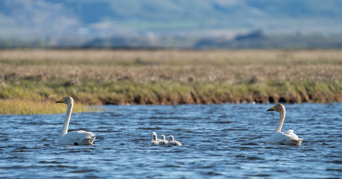 Whooper Swan - ML620308056