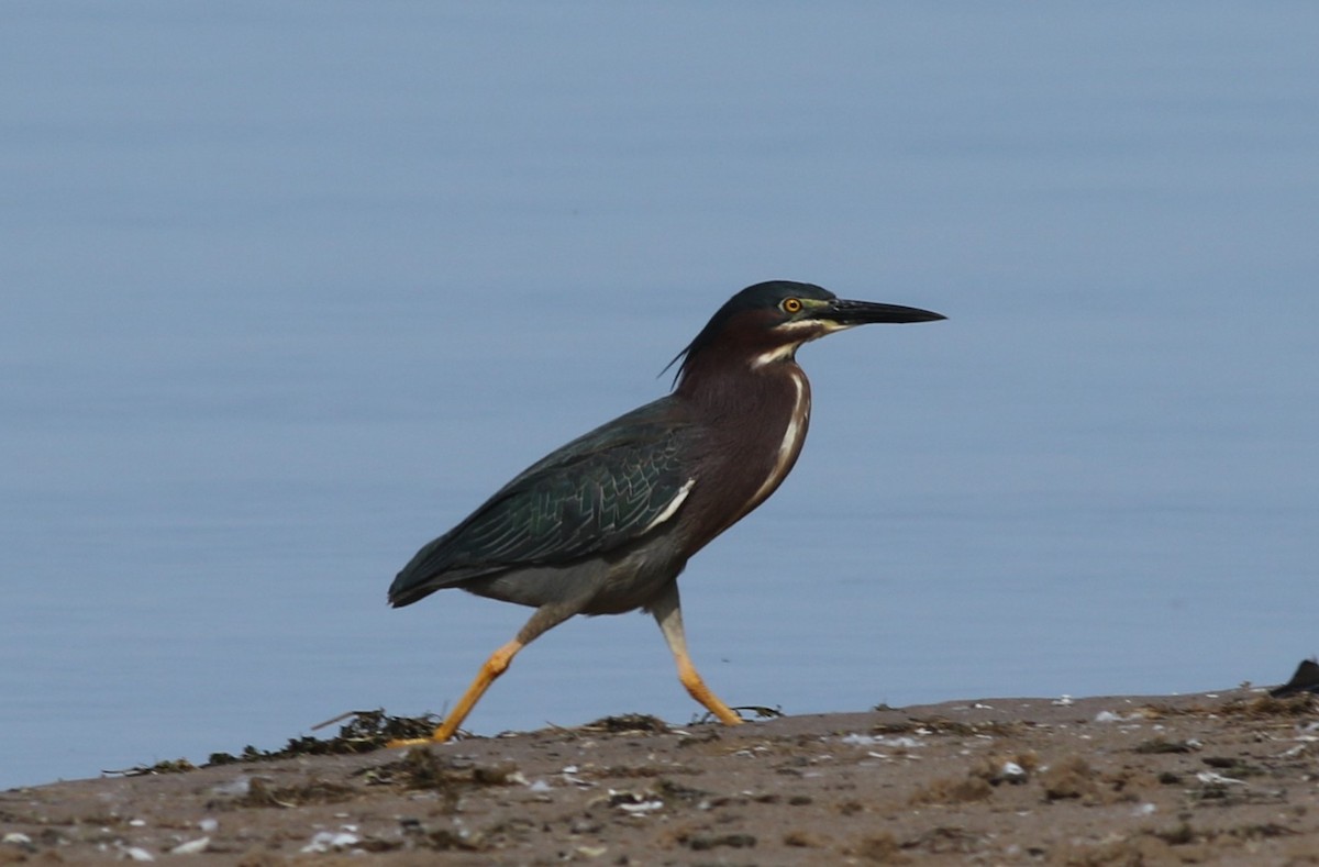 Green Heron - ML620308057