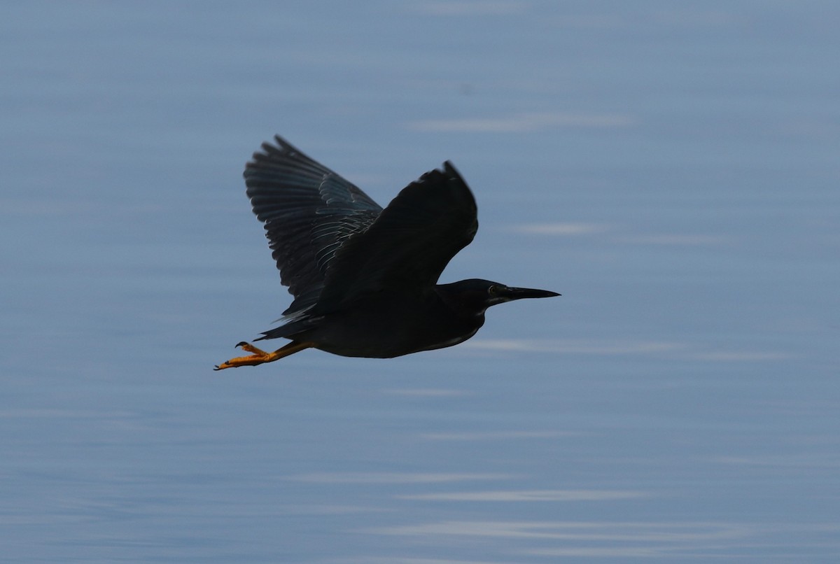 Green Heron - ML620308058