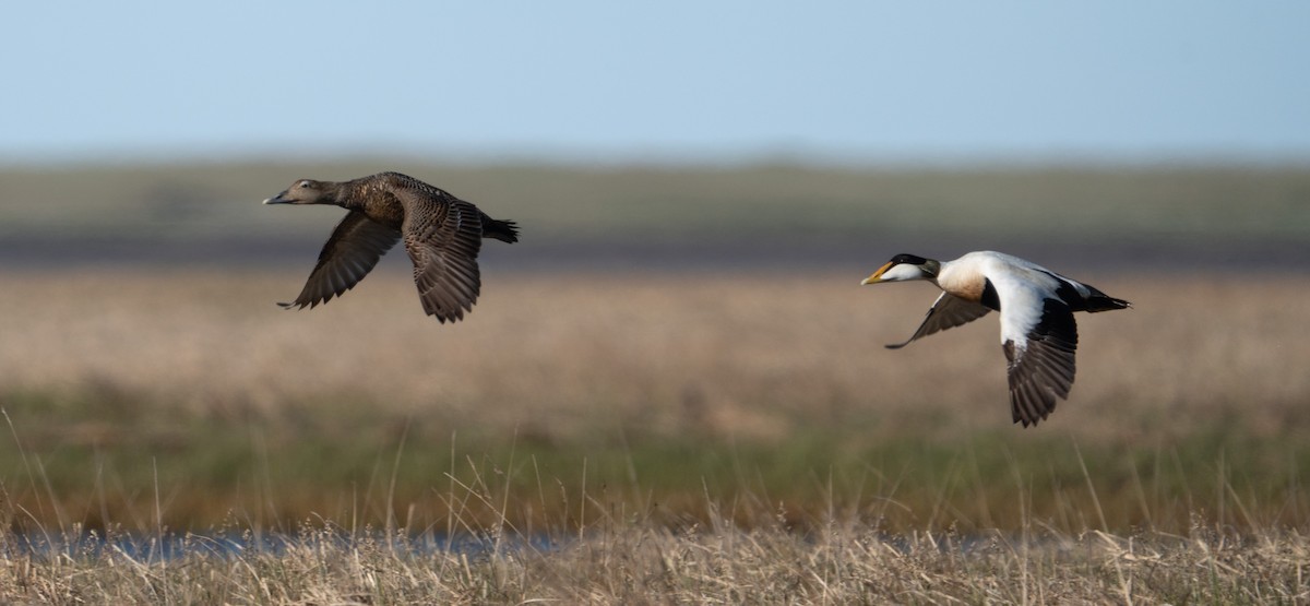 Common Eider - ML620308062