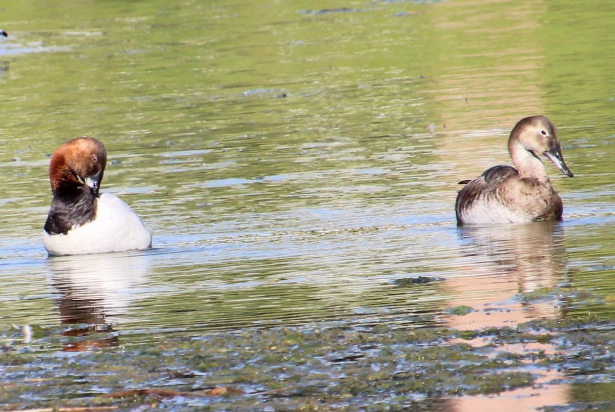 Canvasback - ML620308063