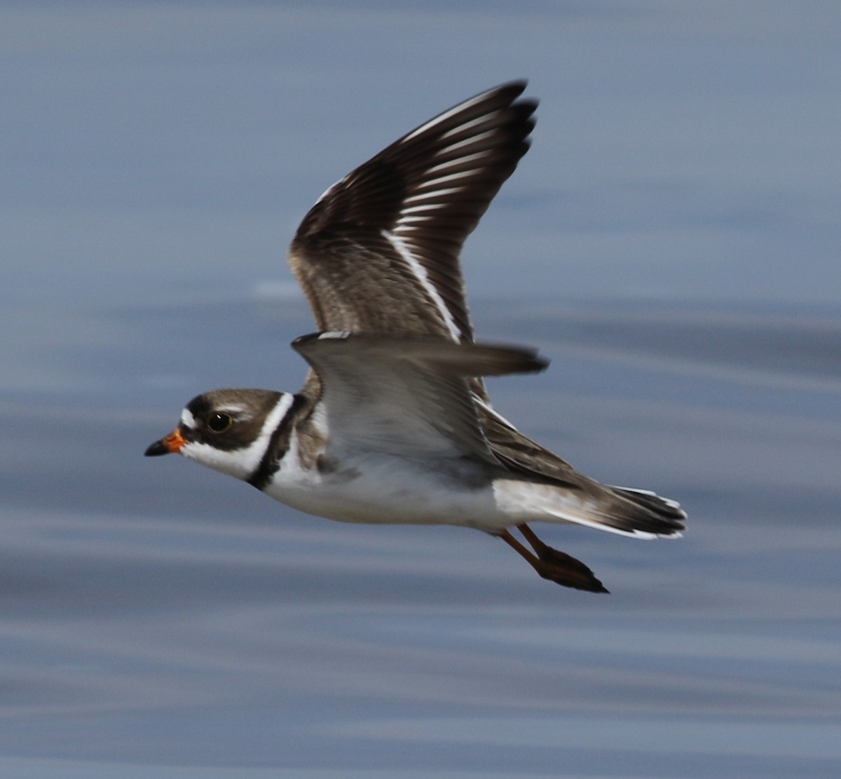Semipalmated Plover - ML620308065