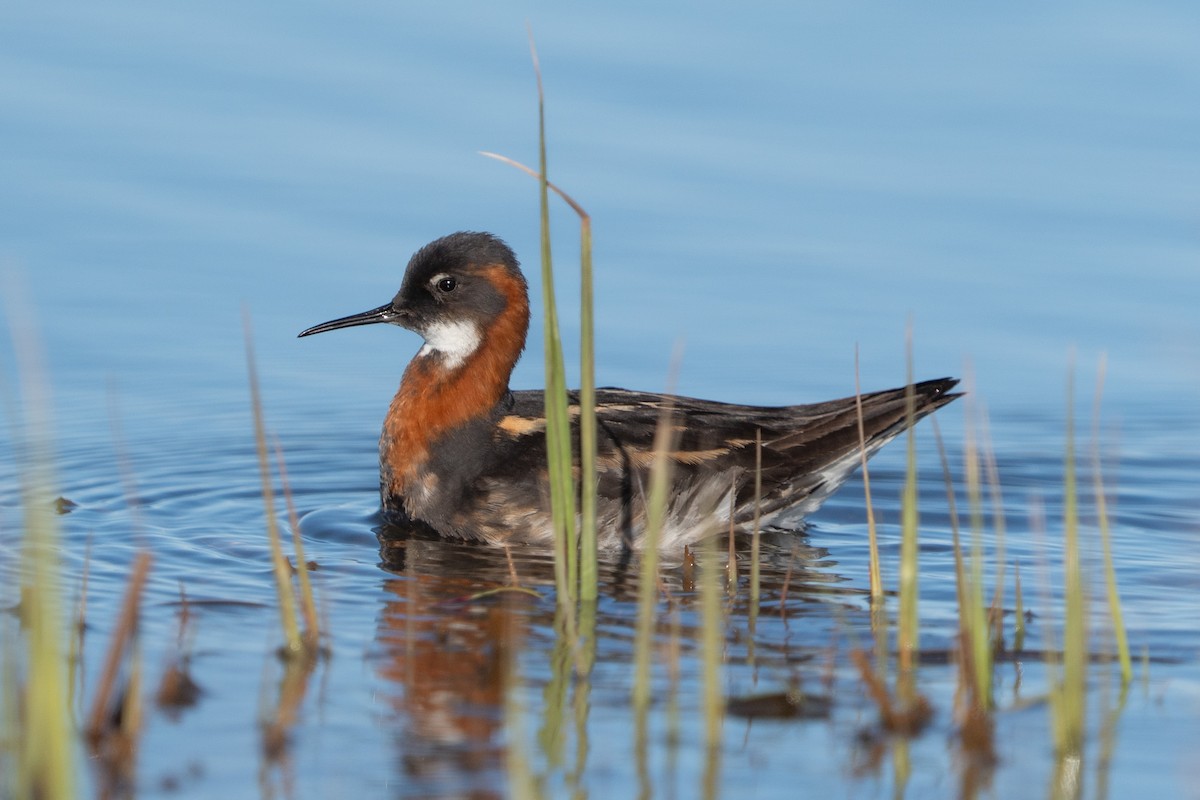 Red-necked Phalarope - ML620308066