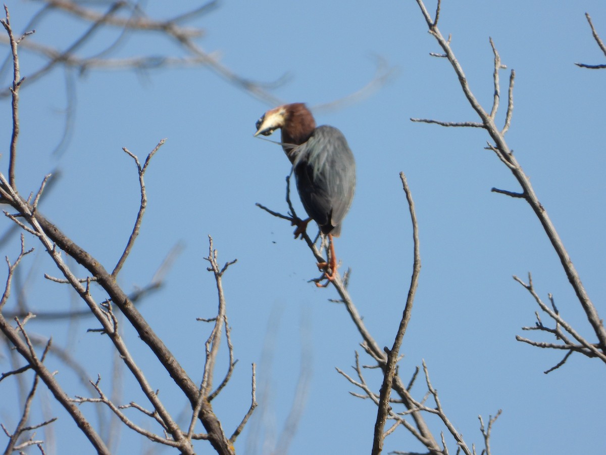 Green Heron - ML620308068