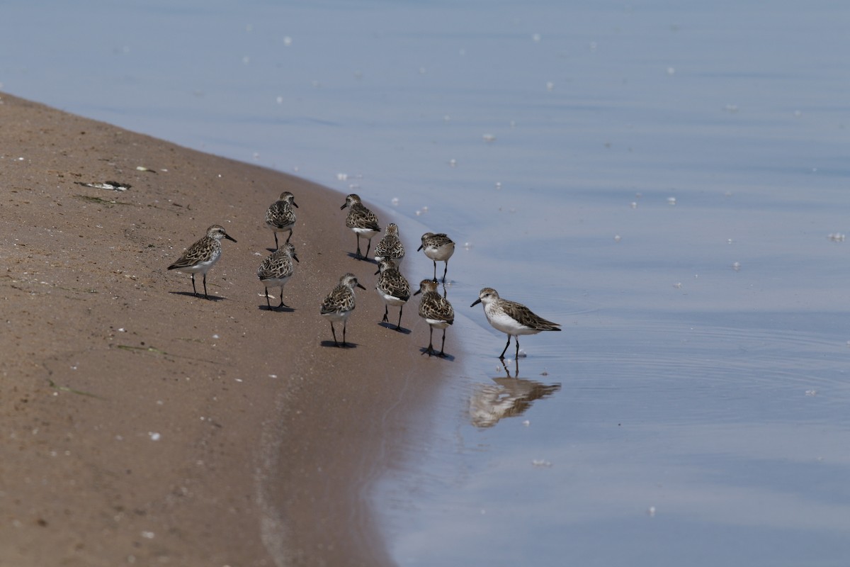 Semipalmated Sandpiper - ML620308073