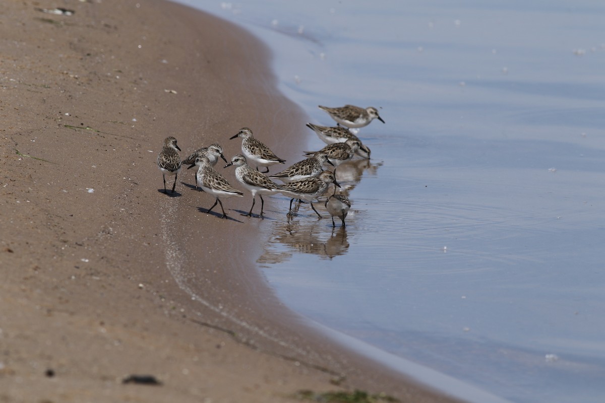 Semipalmated Sandpiper - ML620308074