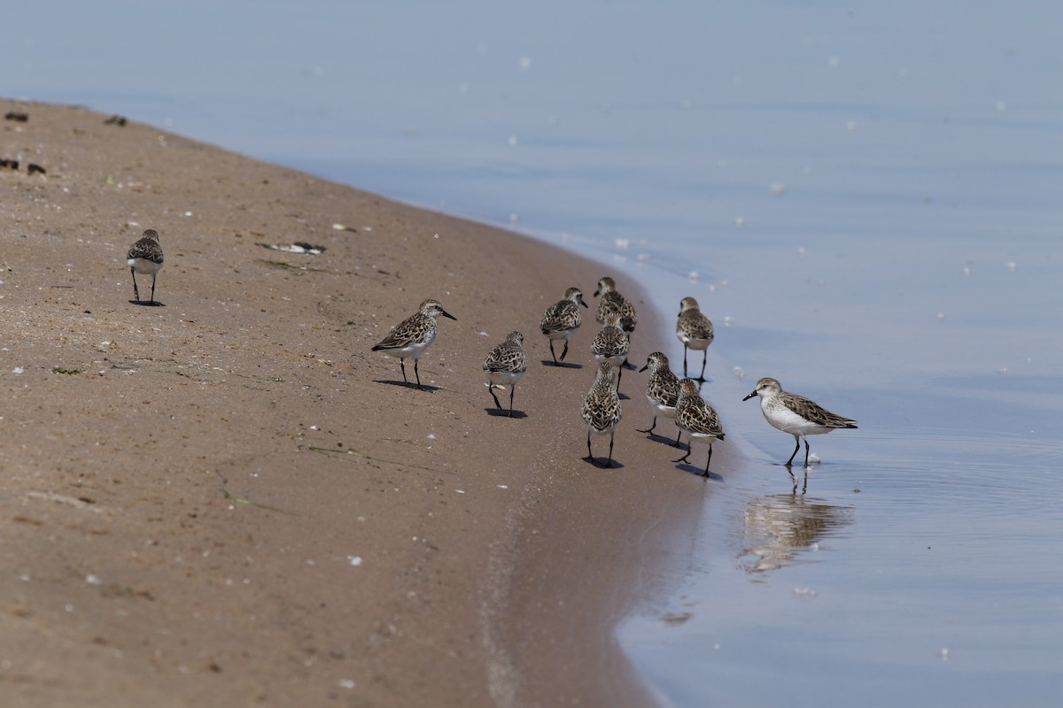 Semipalmated Sandpiper - ML620308075