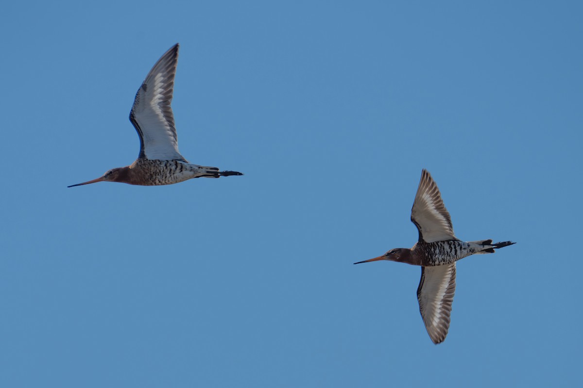 Black-tailed Godwit - ML620308076