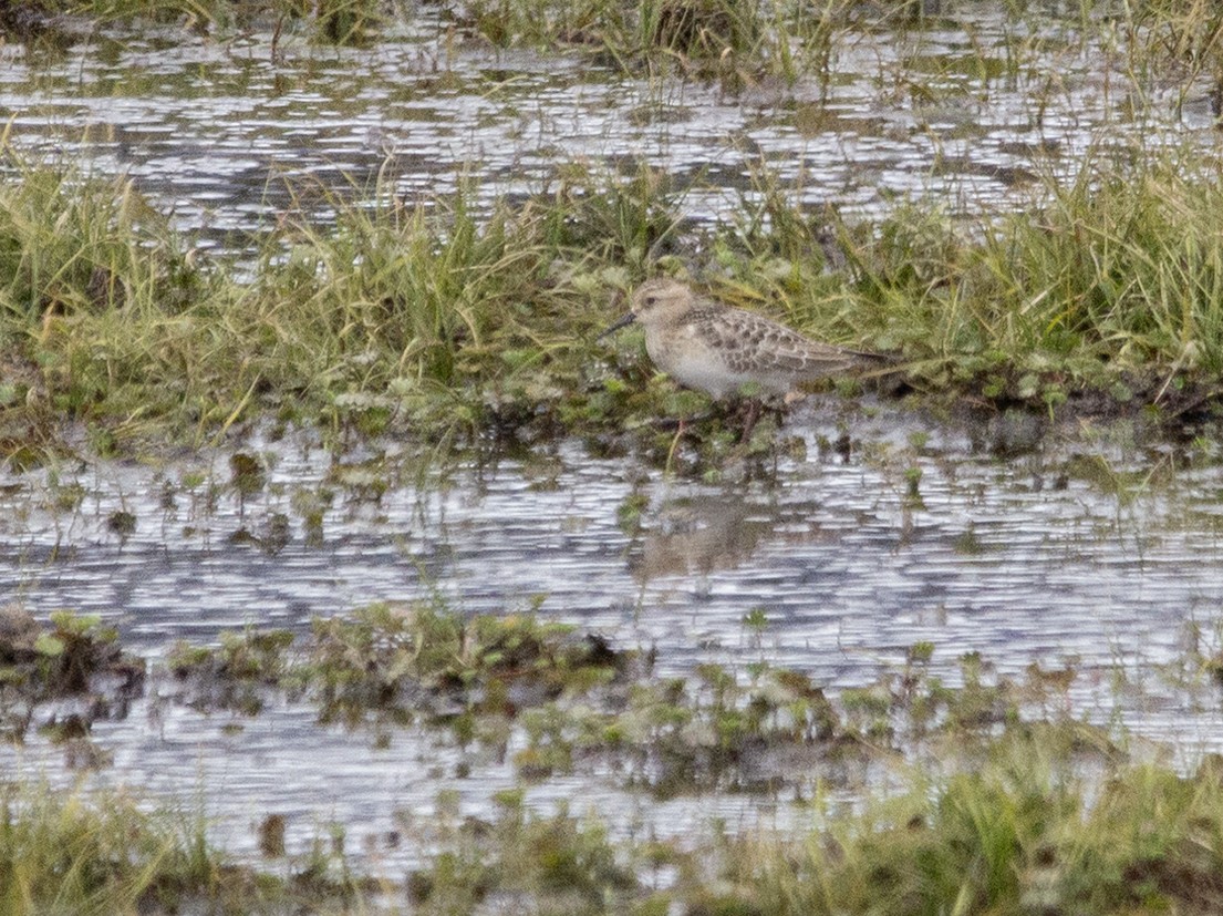 Baird's Sandpiper - ML620308078