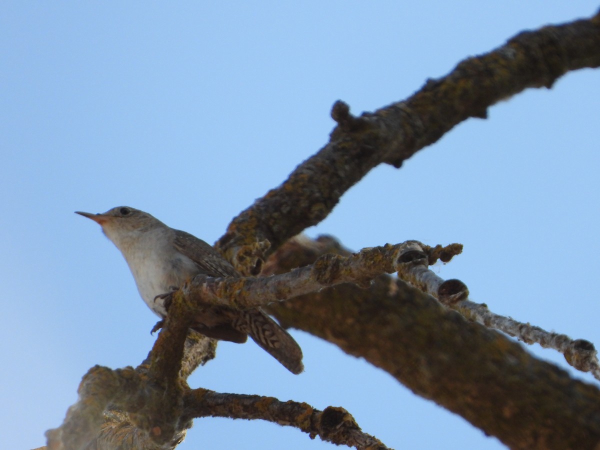 House Wren - ML620308079