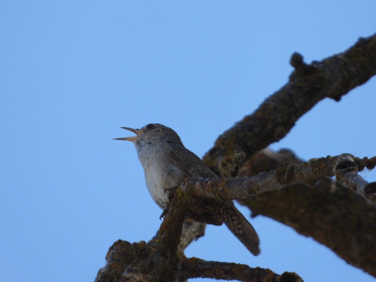 House Wren - ML620308080