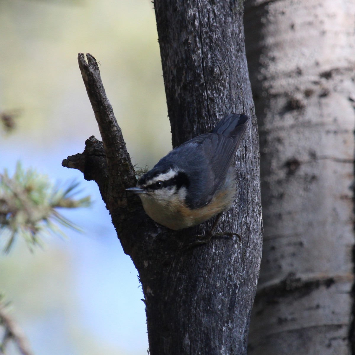 Red-breasted Nuthatch - ML620308081