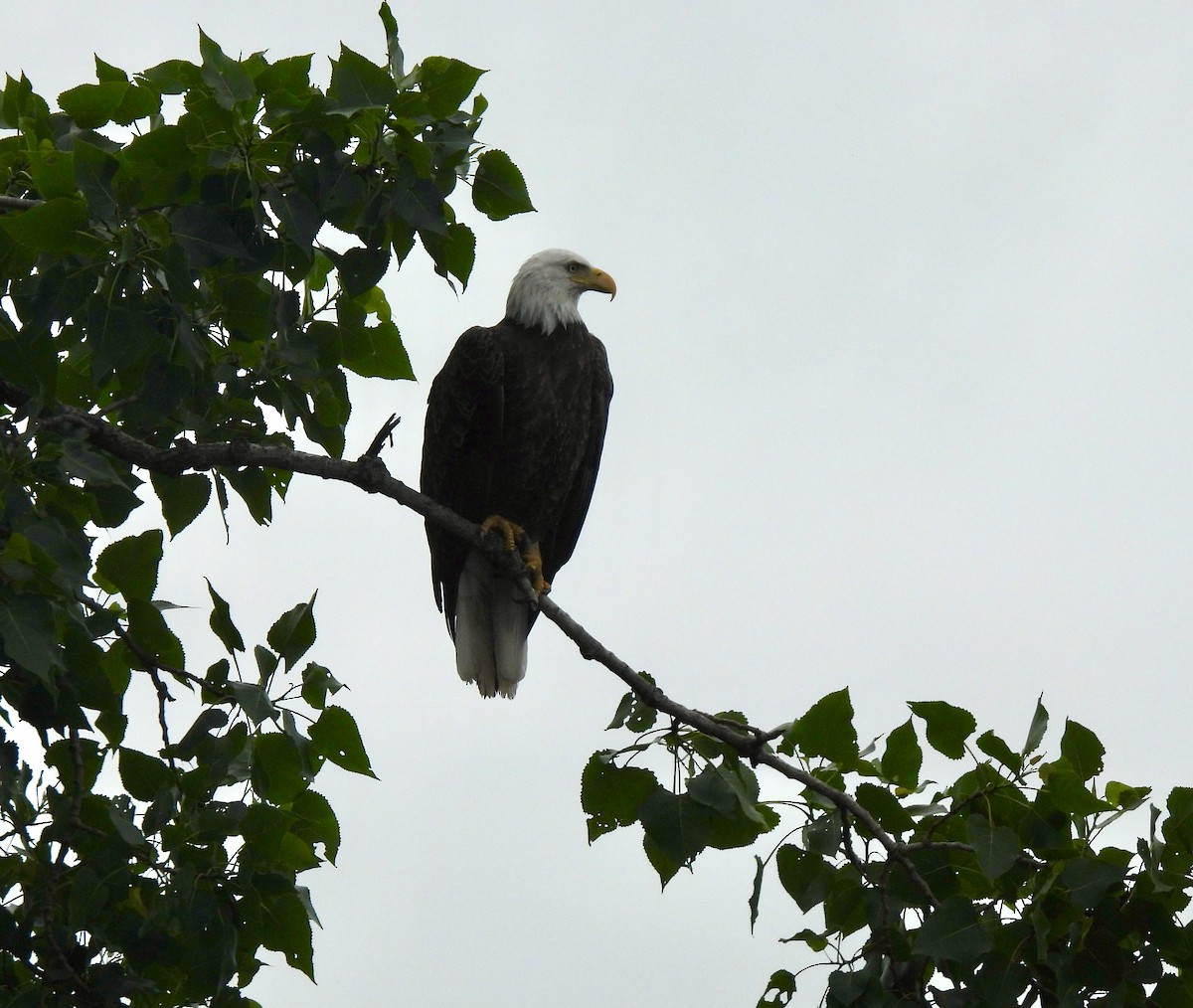 Weißkopf-Seeadler - ML620308084