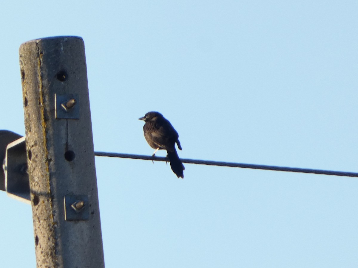 Common Grackle - ML620308092