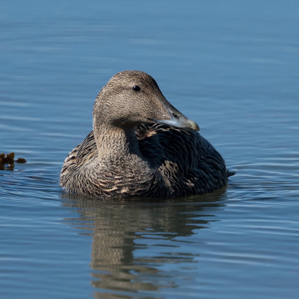 Common Eider - ML620308094