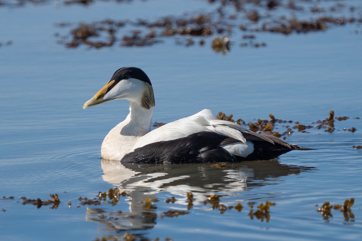 Common Eider - ML620308095