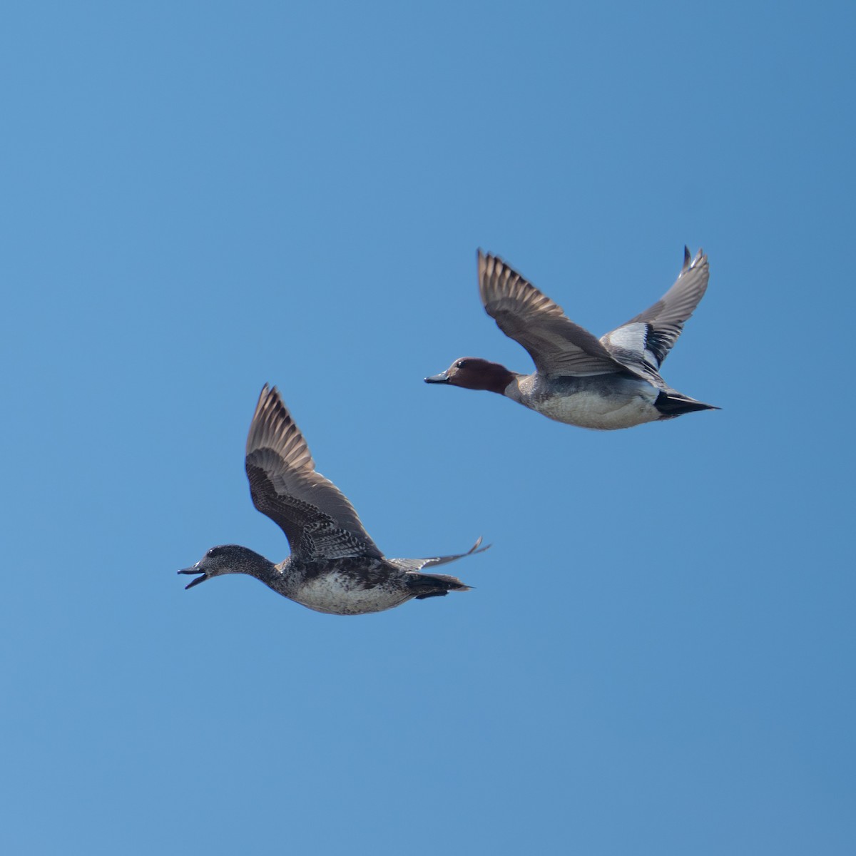 Eurasian Wigeon - ML620308100