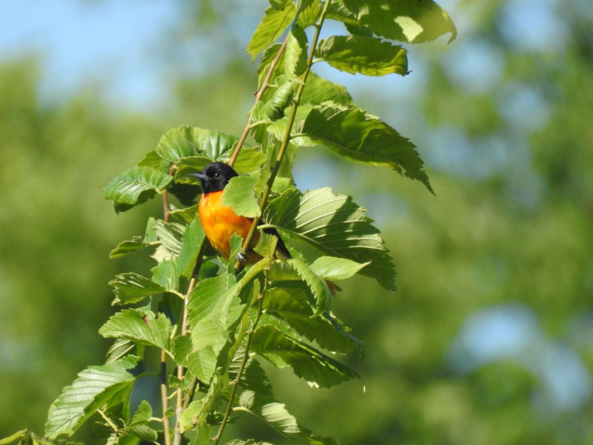 Baltimore Oriole - ML620308101