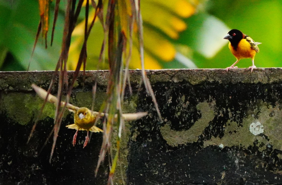 Village Weaver - ML620308102