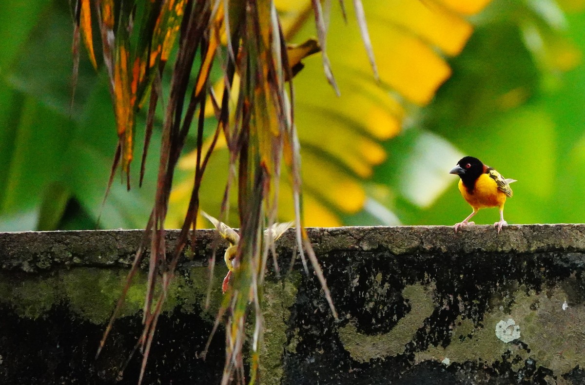 Village Weaver - ML620308103