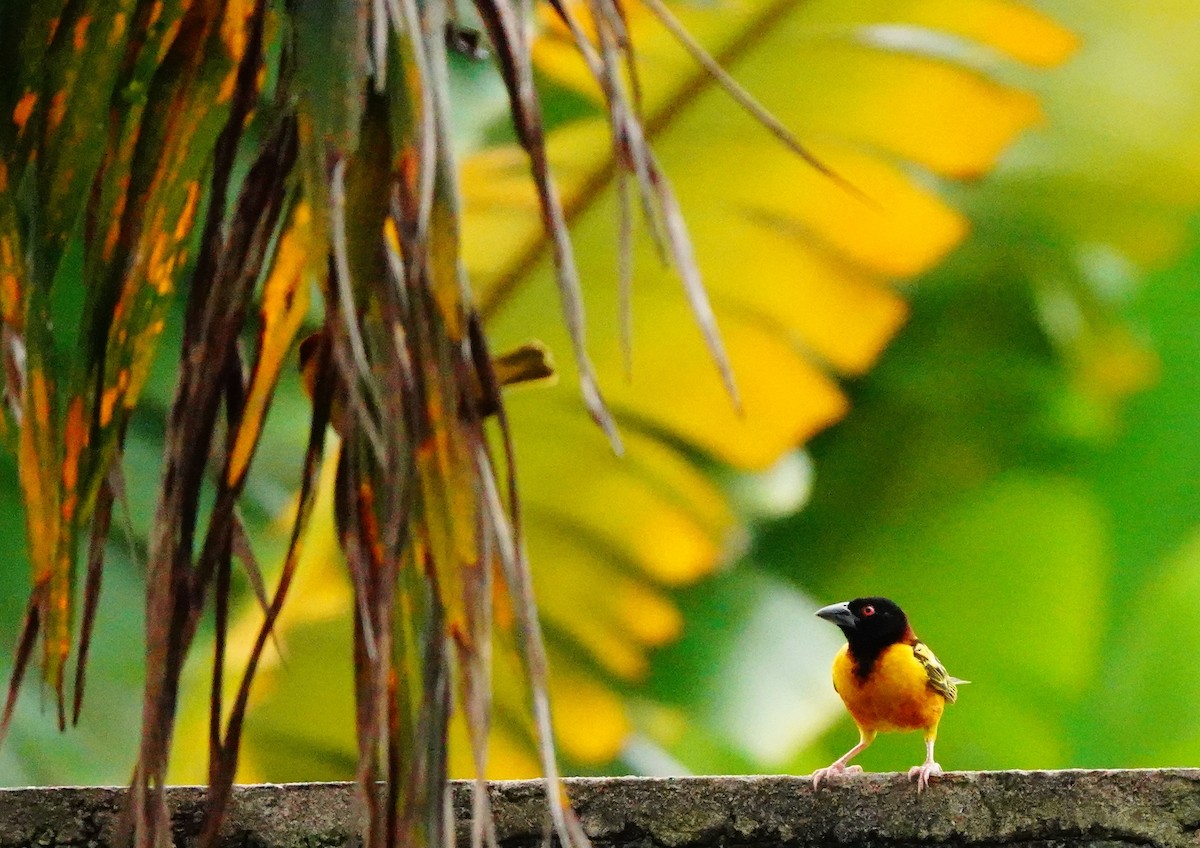 Village Weaver - ML620308105