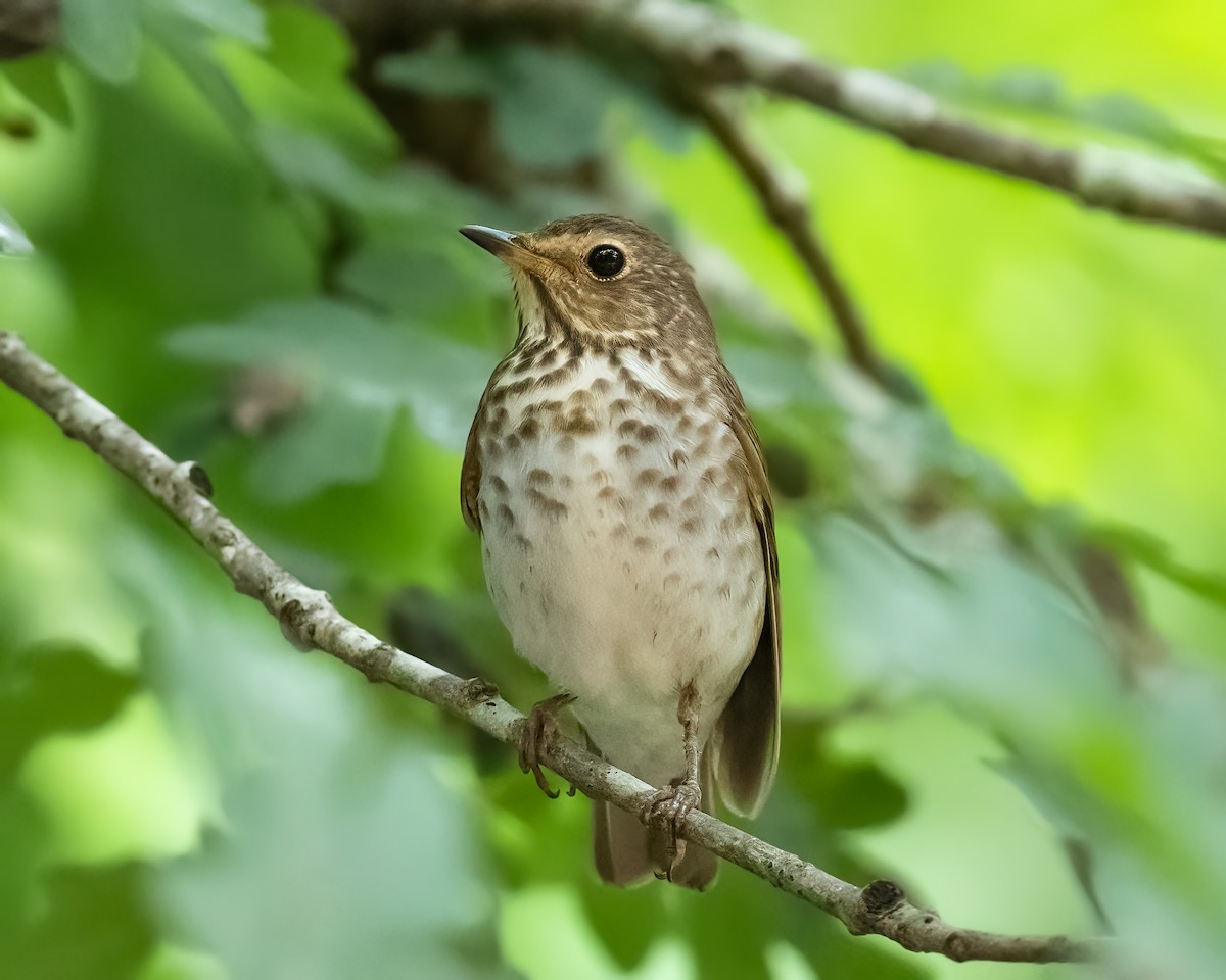 Swainson's Thrush - ML620308106