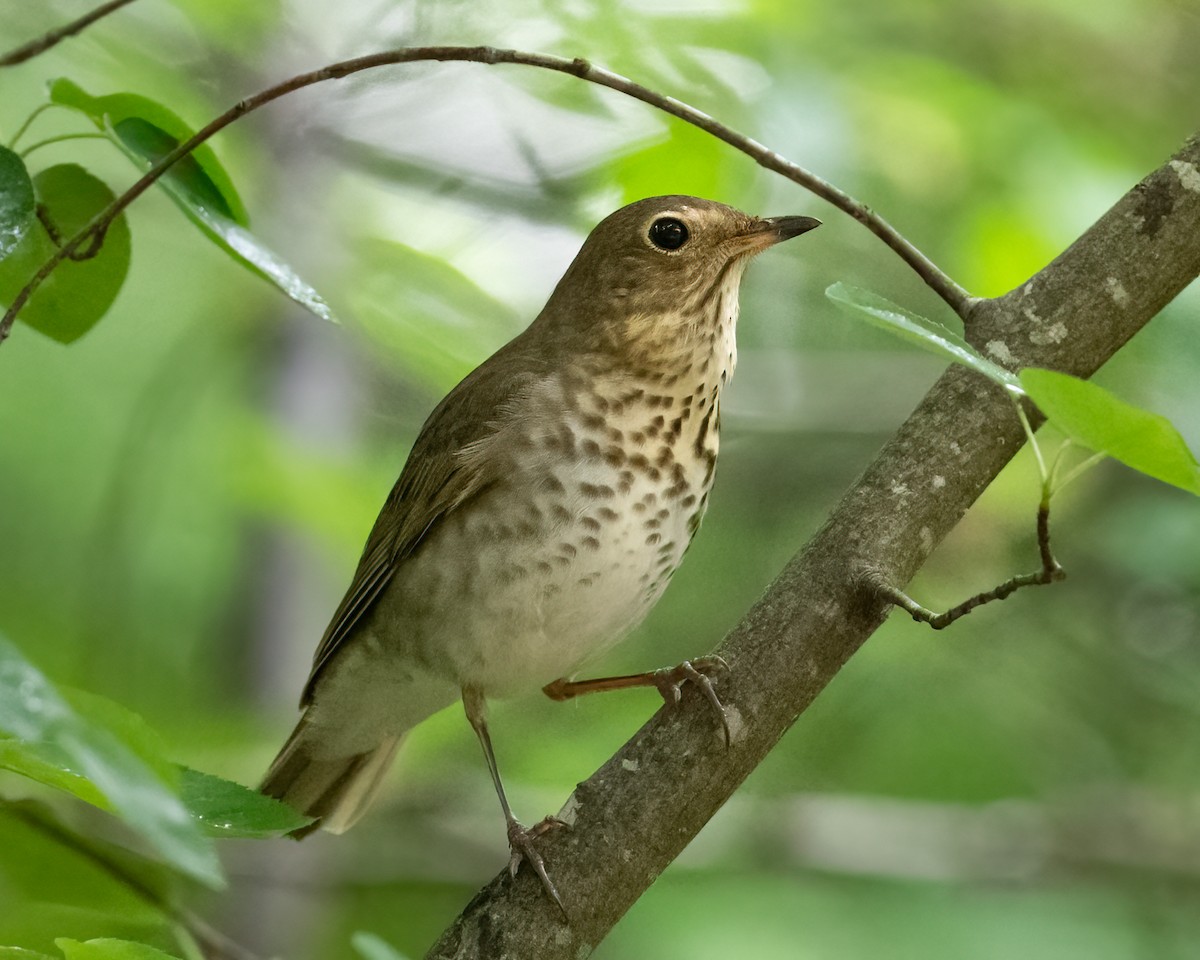 Swainson's Thrush - ML620308109