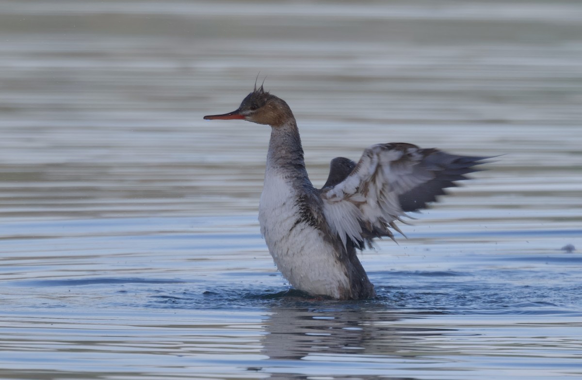 Red-breasted Merganser - ML620308116