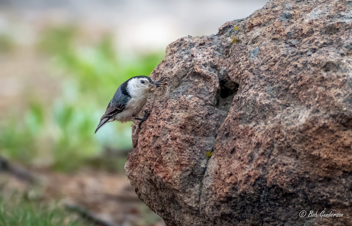 White-breasted Nuthatch - ML620308118