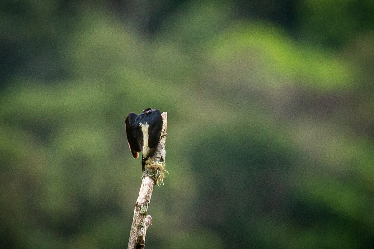 Yellow-tufted Woodpecker - ML620308119