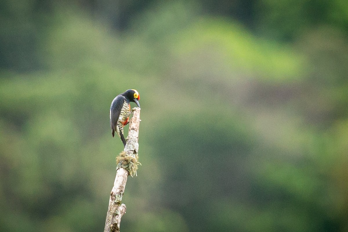 Yellow-tufted Woodpecker - ML620308121