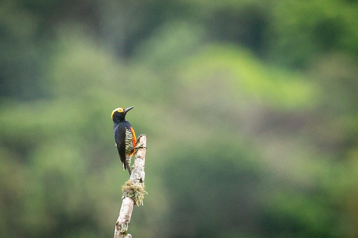 Yellow-tufted Woodpecker - ML620308122