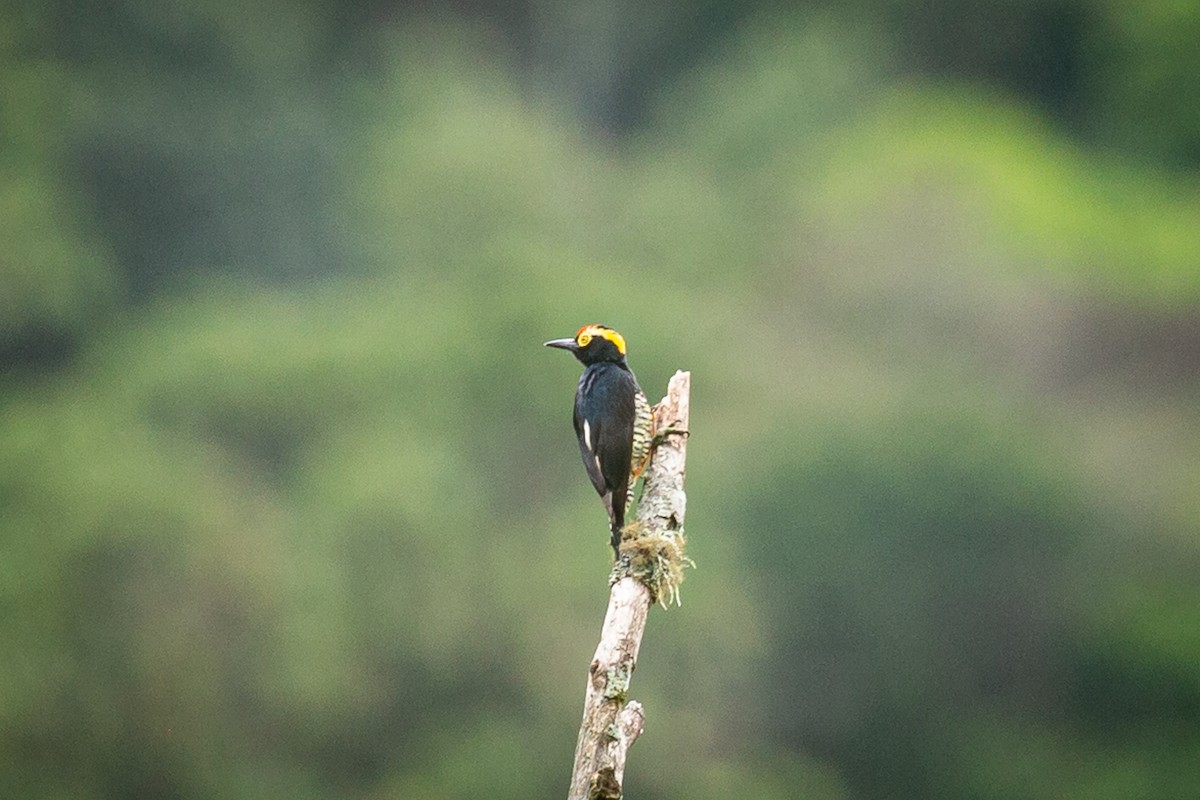 Yellow-tufted Woodpecker - ML620308123