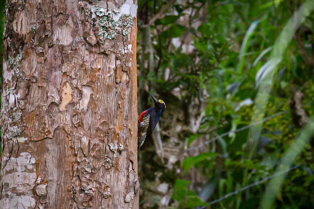 Yellow-tufted Woodpecker - ML620308125