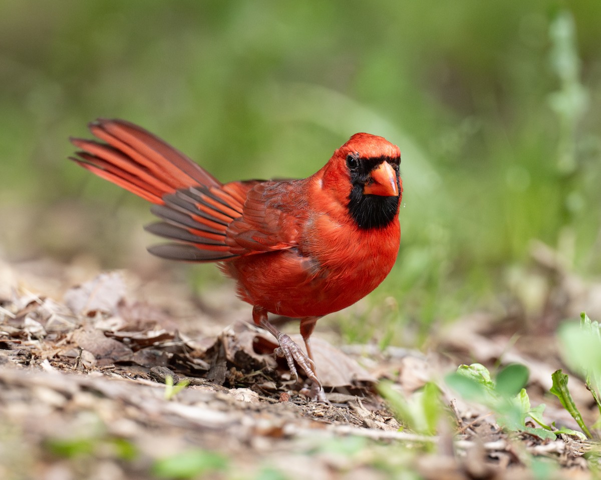 Cardinal rouge - ML620308127