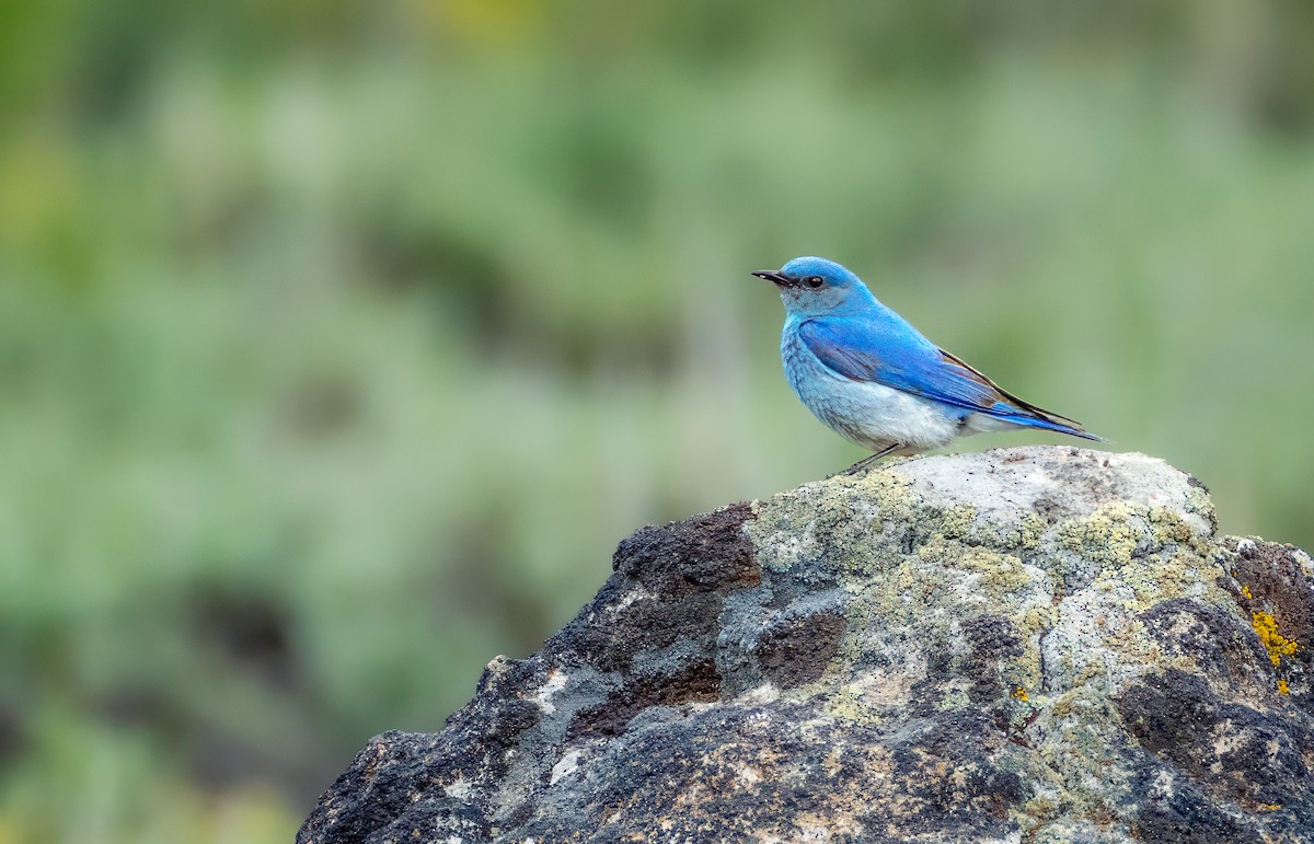 Mountain Bluebird - ML620308129