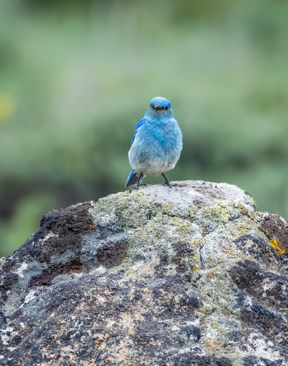 Mountain Bluebird - Bob Gunderson