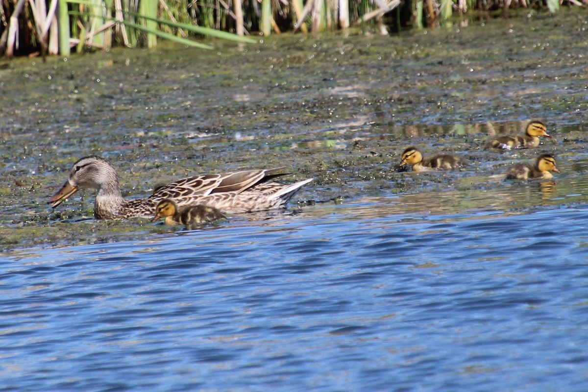 Mallard - ML620308135