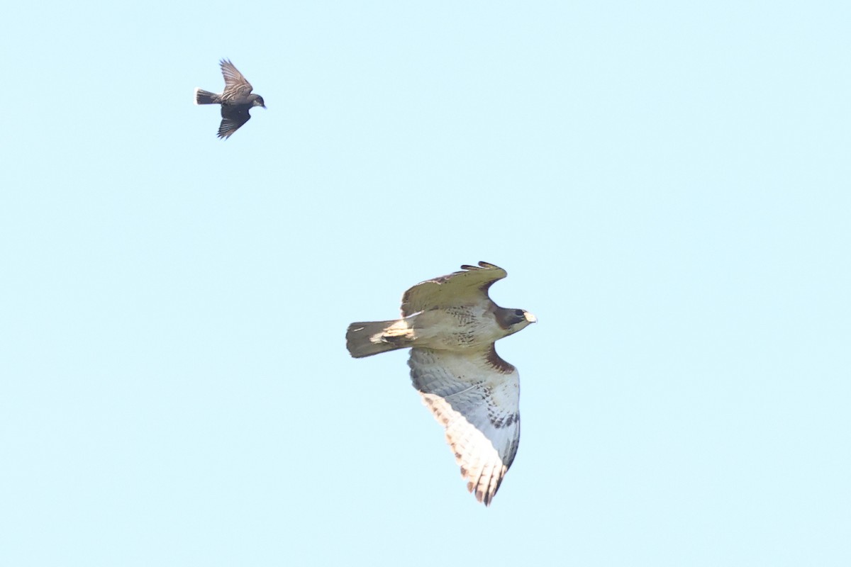 Eastern Kingbird - ML620308136